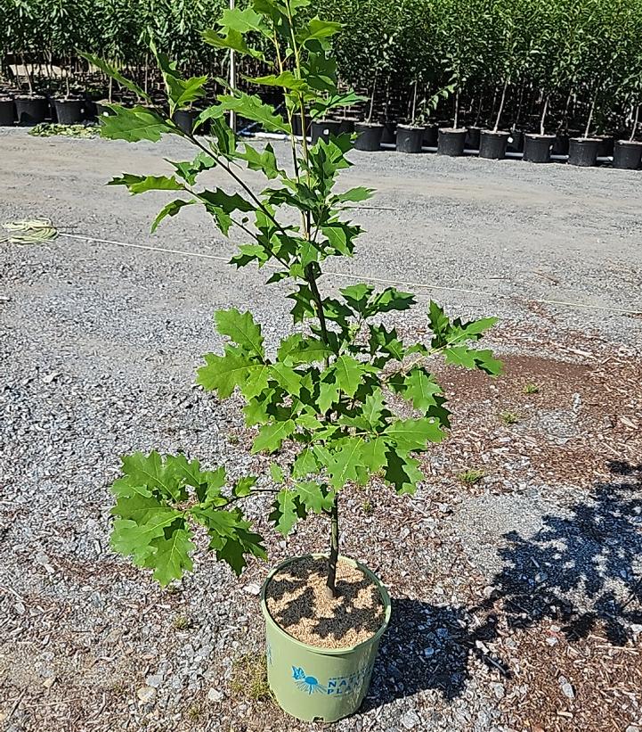 Quercus rubra 
