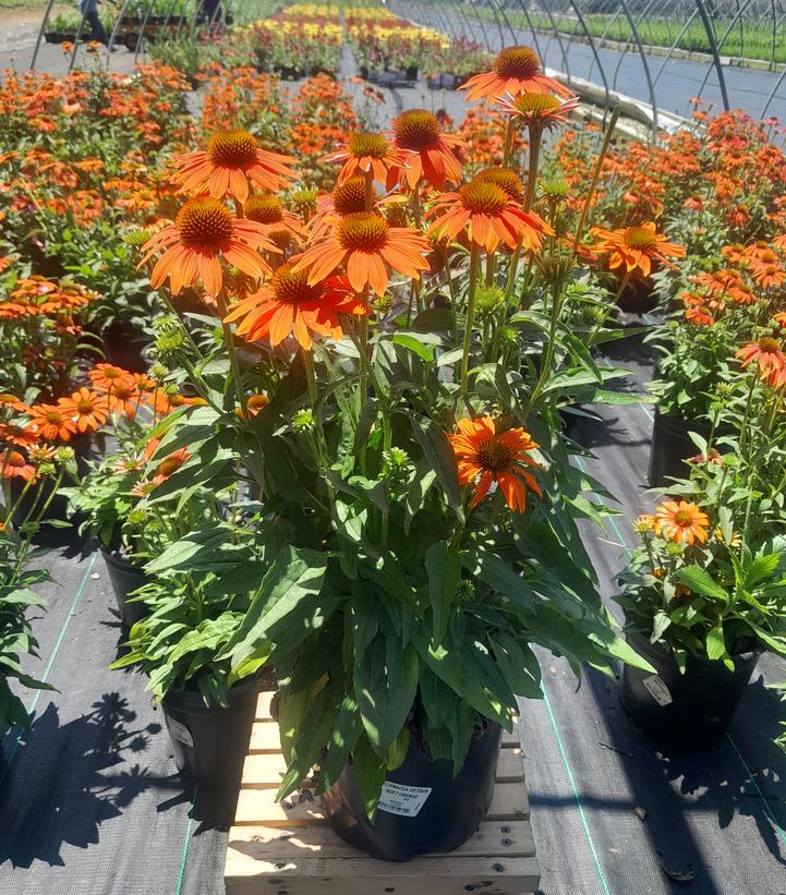 Echinacea x Artisan™ Soft Orange