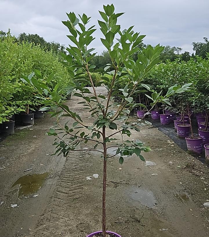 Prunus Sweet Cherry Pie™