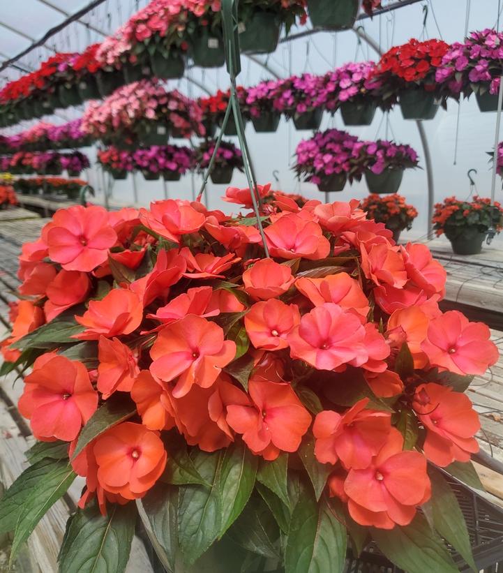 New Guinea Impatiens Assorted Mix