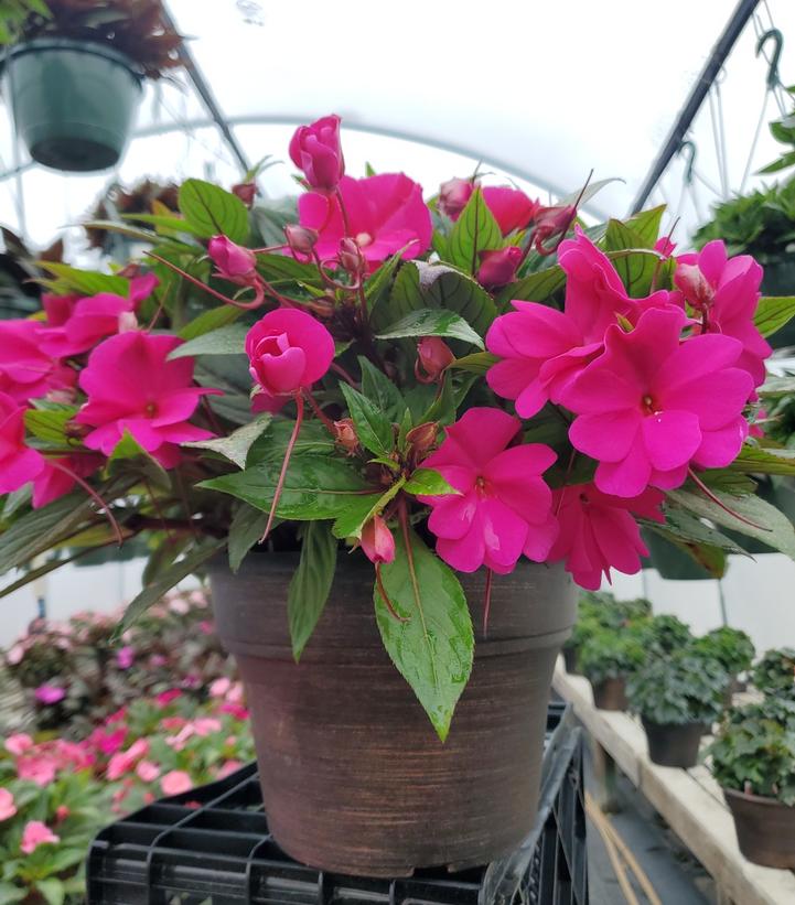 New Guinea Impatiens Assorted Mix