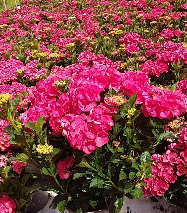 Hydrangea macrophylla Akadama™