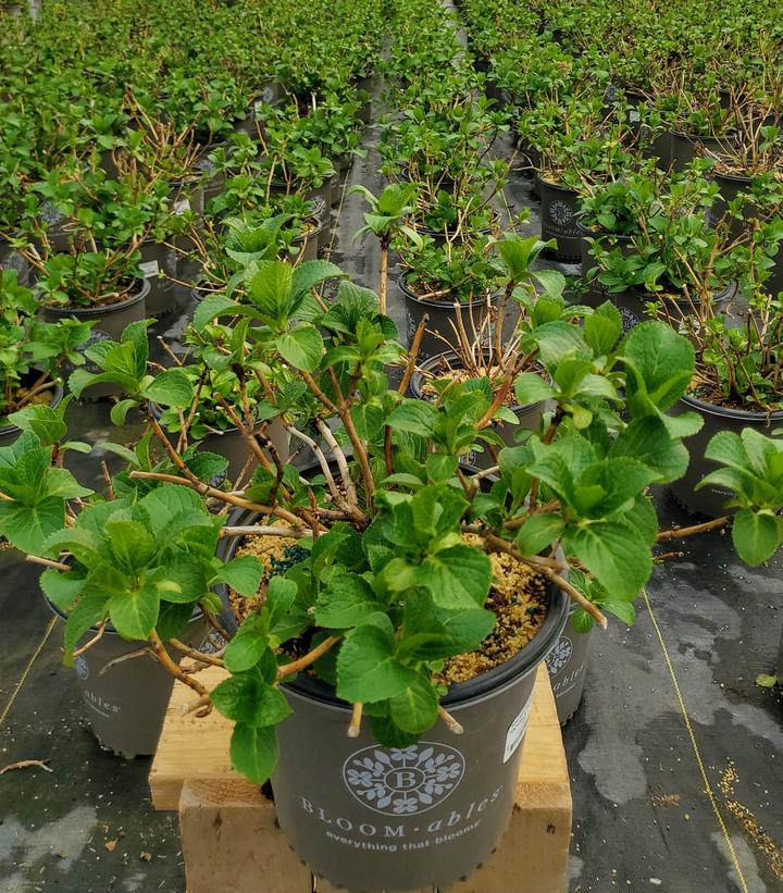 Hydrangea macrophylla Double Down®