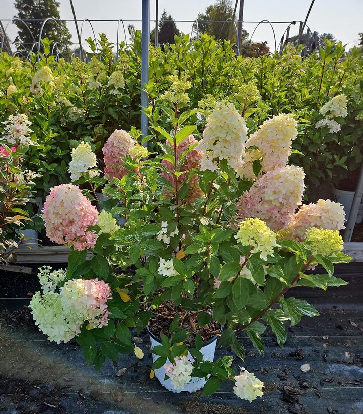 Hydrangea paniculata Limelight Prime®