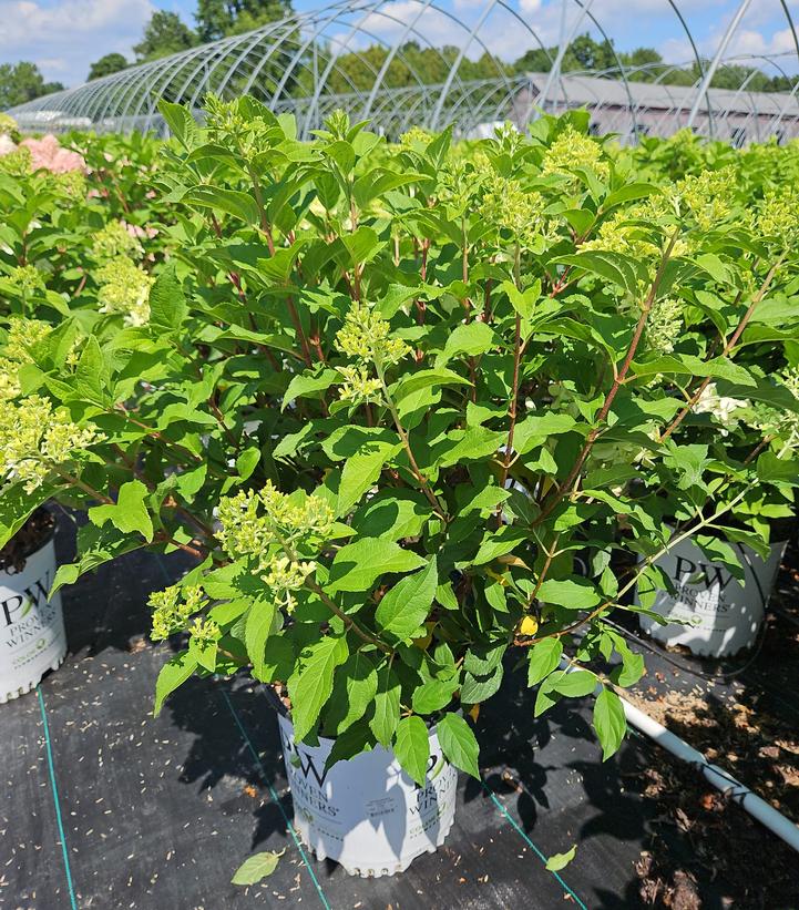 Hydrangea paniculata Quick Fire Fab®