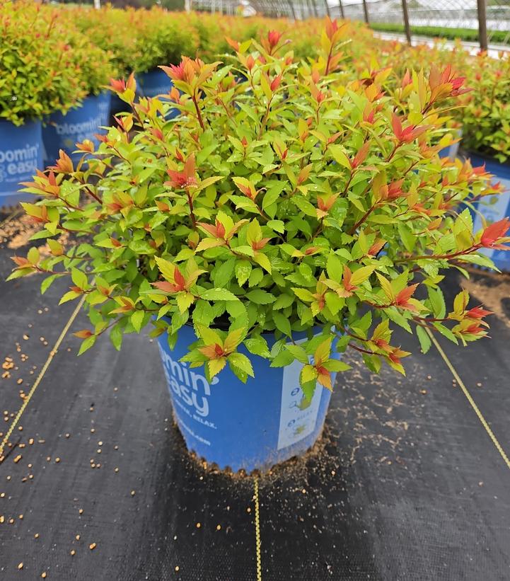 Spiraea japonica Rainbow Fizz™