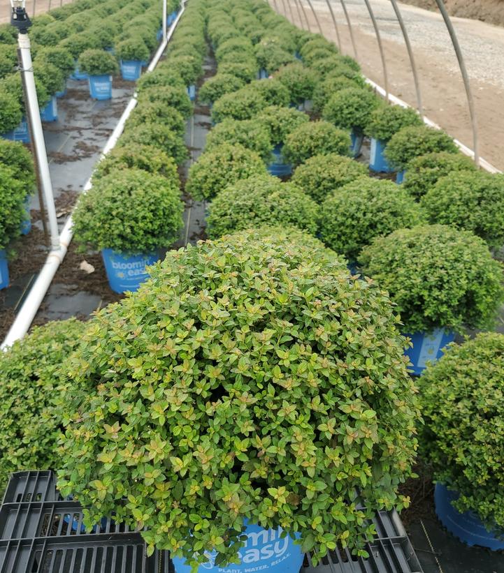 Spiraea japonica Poprocks® Petite