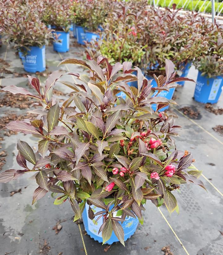 Weigela x Electric Love®