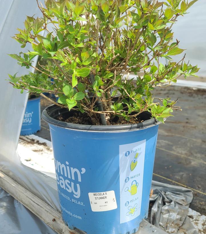 Weigela x Stunner™
