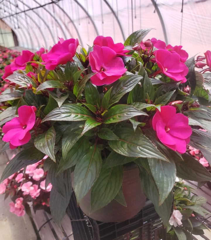 New Guinea Impatiens Assorted Mix