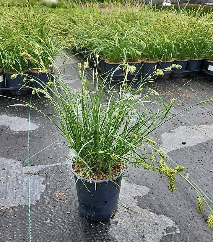 Carex cherokeensis