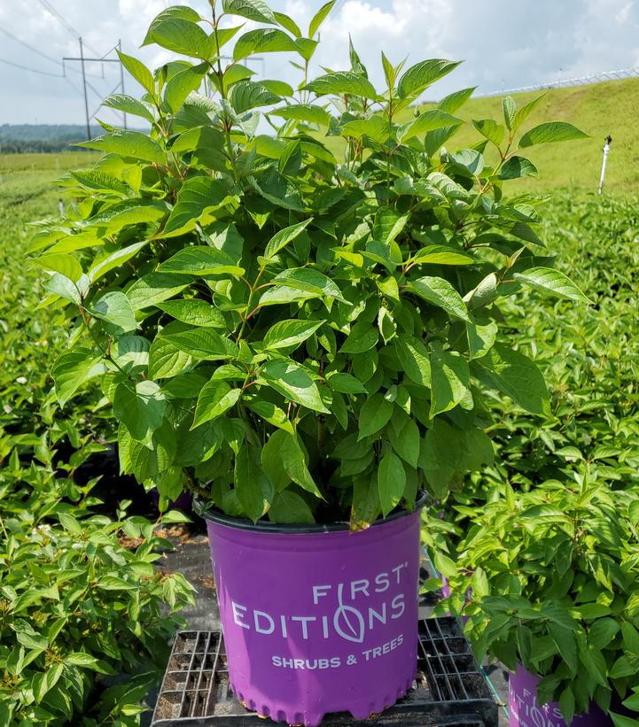 Cornus sericea Firedance™