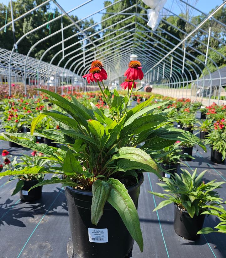 Echinacea x Artisan™ Red Ombre