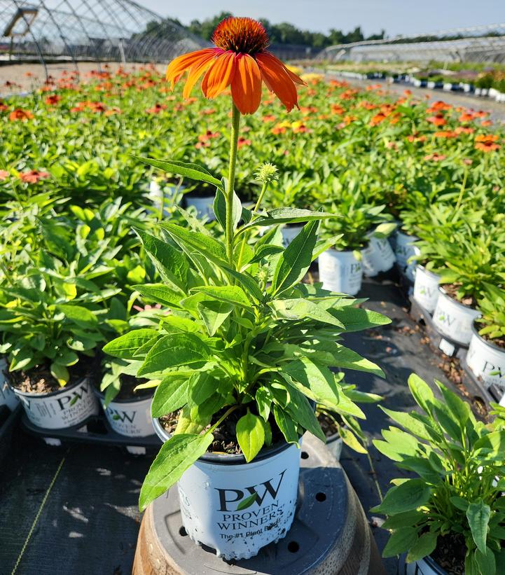 Echinacea x Color Coded® Orange You Awesome