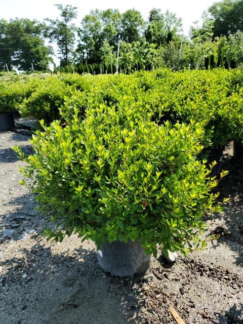 Azalea x 'Blaauw's Pink'