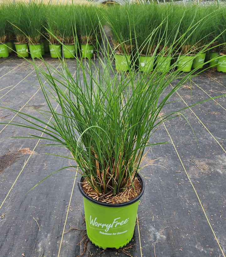 Miscanthus sinensis Scout™