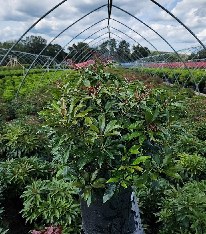 Pieris jap. 'Katsura'