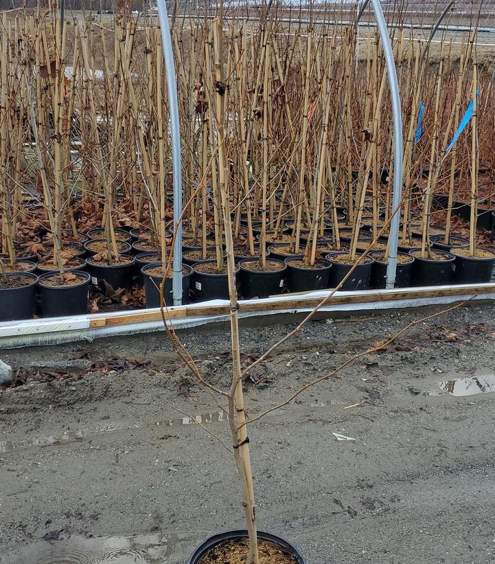 Platanus x acerifolium 'Bloodgood'