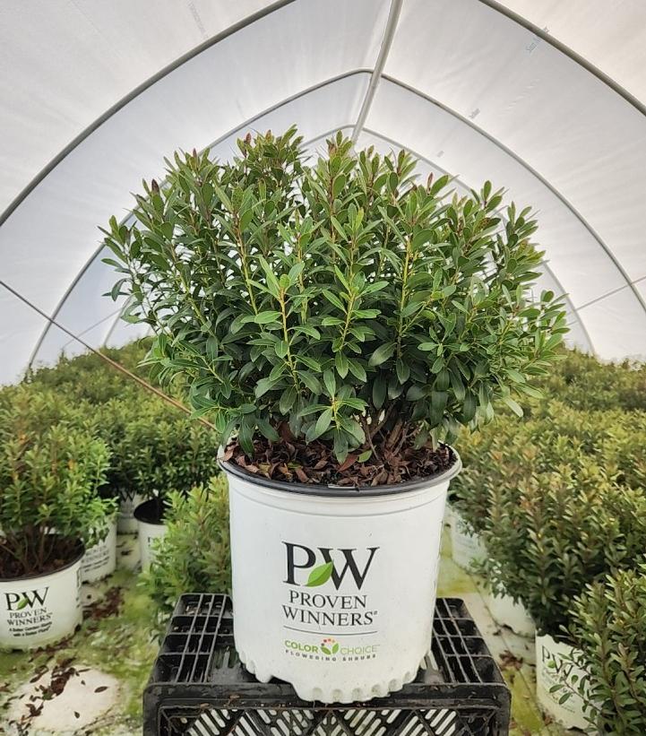 Ilex glabra Strongbox®