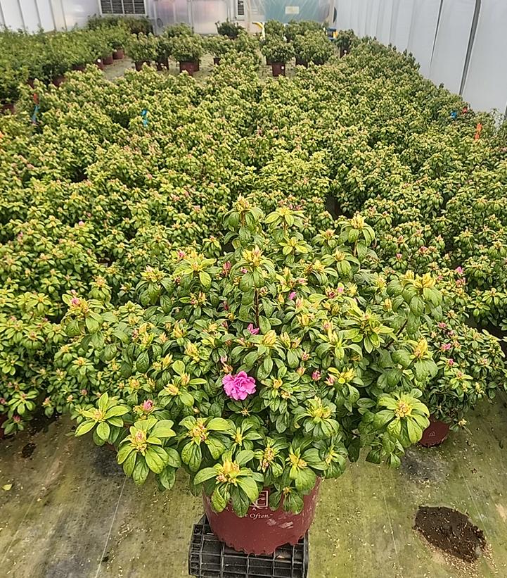 Azalea x Encore® Autumn Majesty®