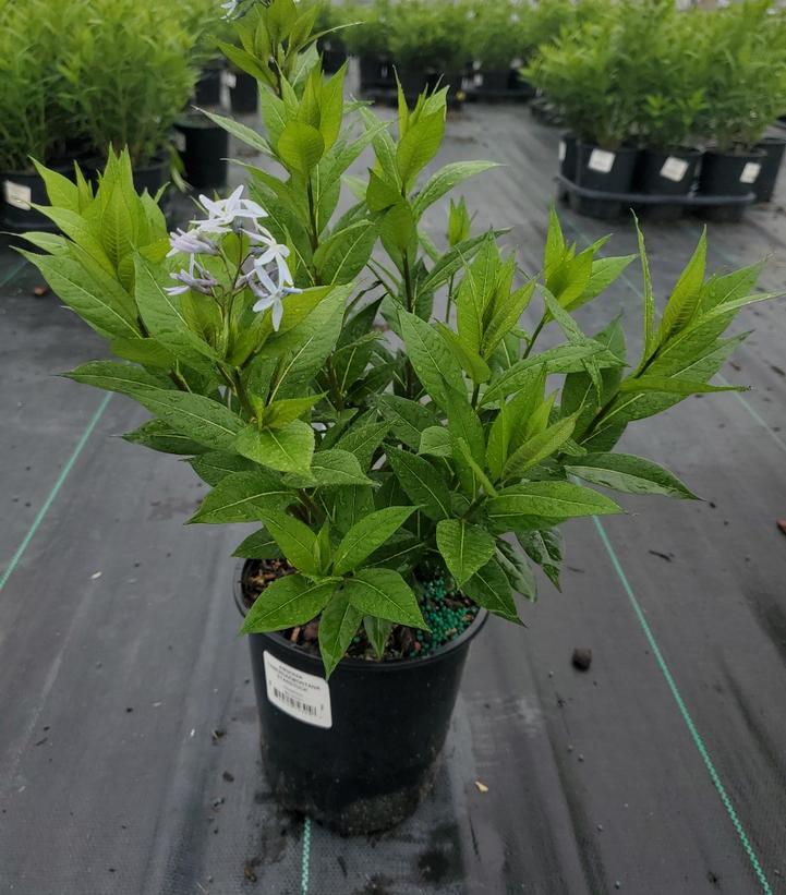 Amsonia tabernaemontana 'Starstruck'