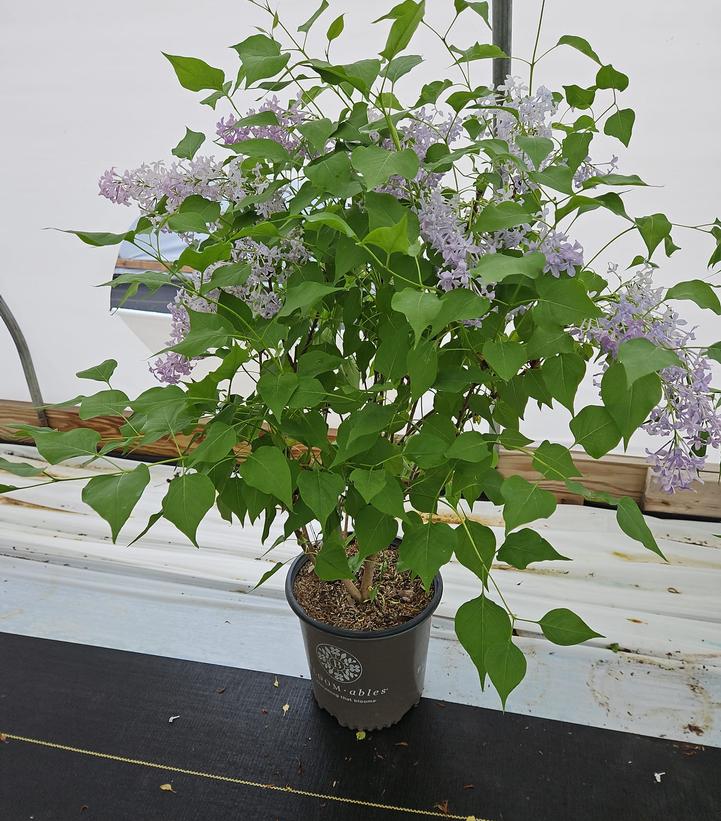 Syringa vulgaris New Age™ Lavender