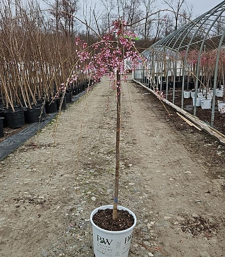 Prunus x Pink Snow Showers™