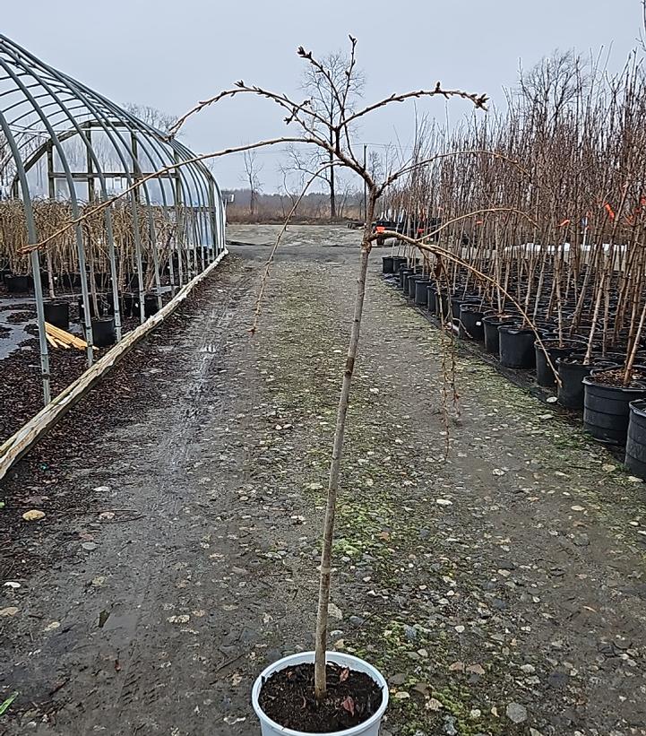 Prunus Weeping Extraordinaire™