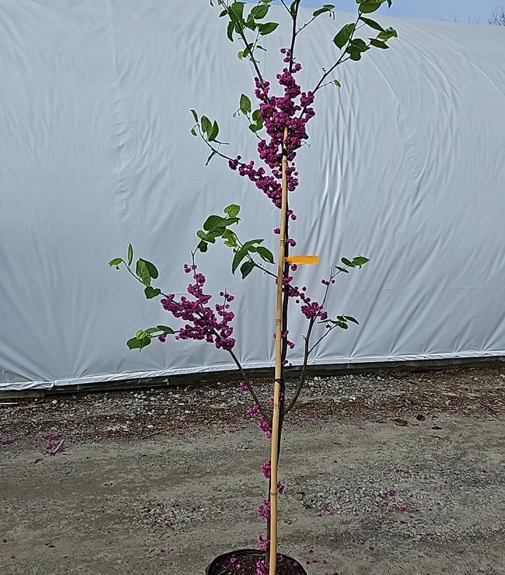 Cercis canadensis 'Pink Pom Poms'