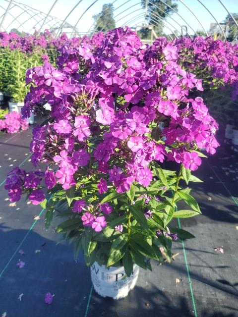Phlox paniculata Luminary™ 'Ultraviolet'