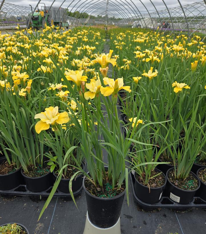 Iris sibirica 'Sunfisher'