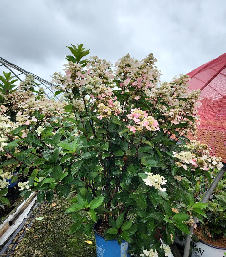 Hydrangea paniculata Torch™