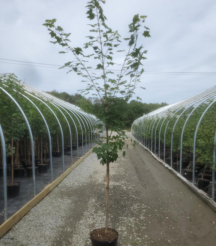 Acer rubrum 'October Glory'