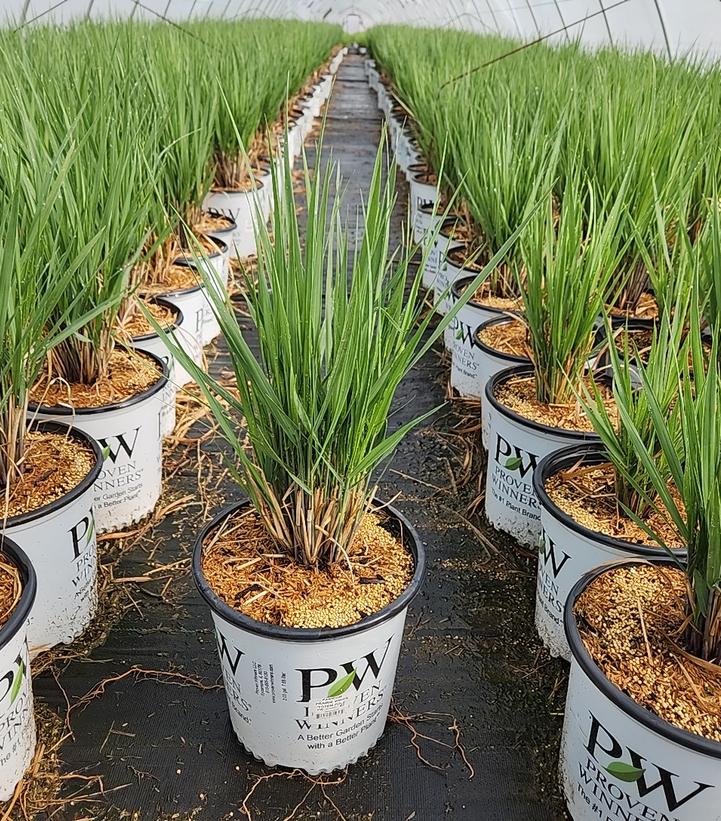 Panicum Prairie Winds® 'Totem Pole'