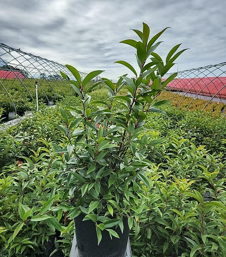 Leucothoe axillaris 'Rejoyce'
