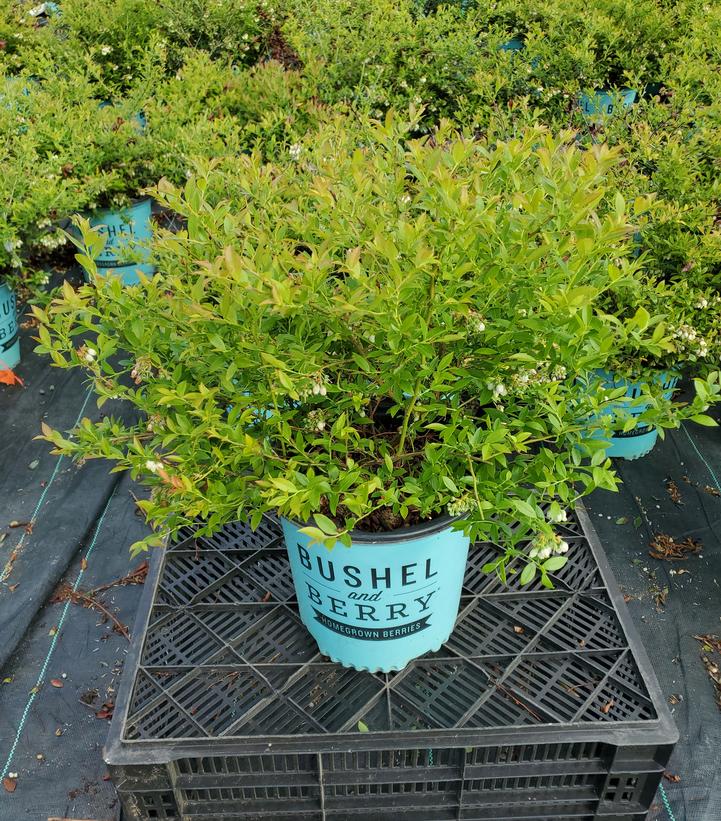 Vaccinium x 'Midnight Cascade'