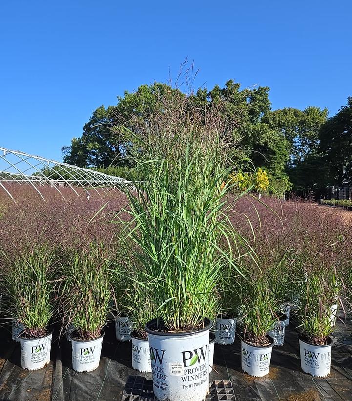 Panicum virgatum Prairie Winds® Apache Rose
