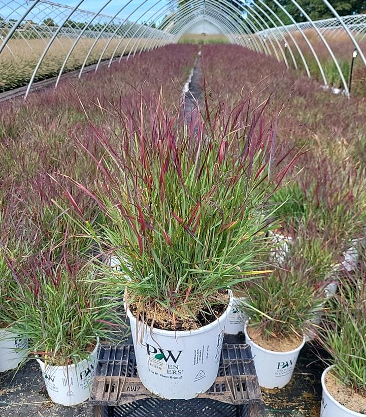Panicum virgatum PRAIRIE WINDS® Cheyenne Sky