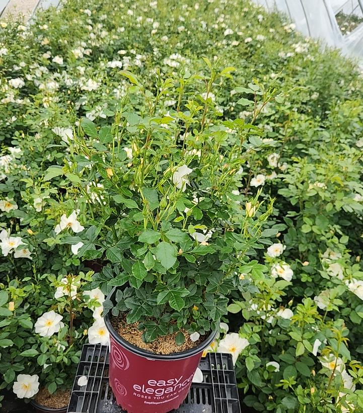 Rosa Easy Elegance® Oscar Peterson™