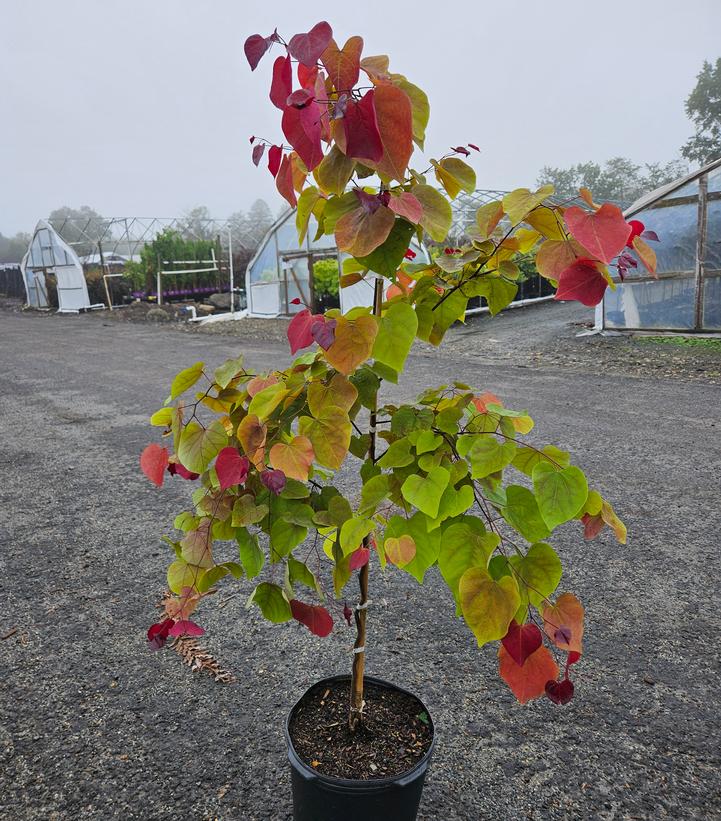 Cercis canadensis Flame Thrower®