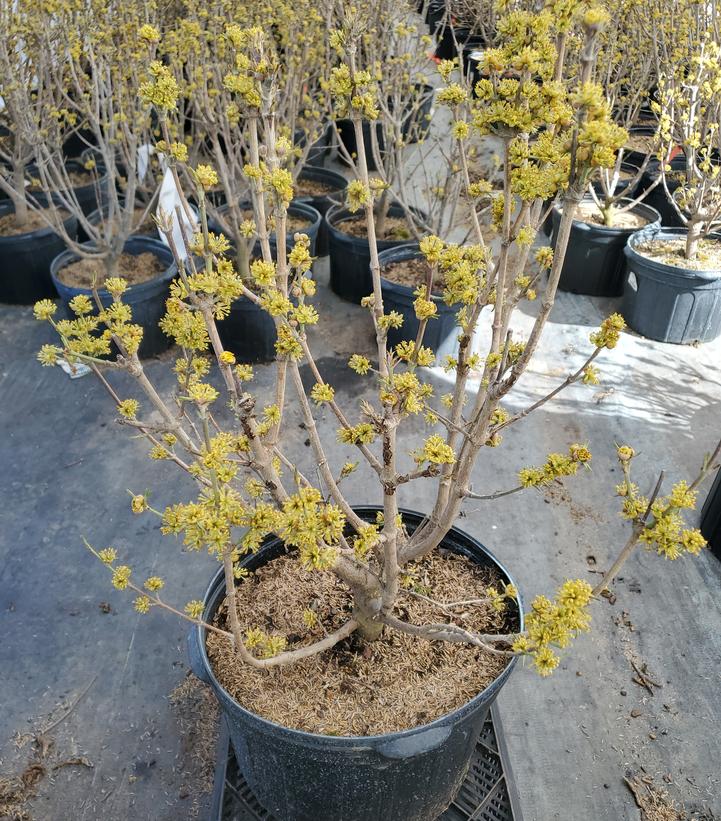 Cornus mas 'Golden Glory'