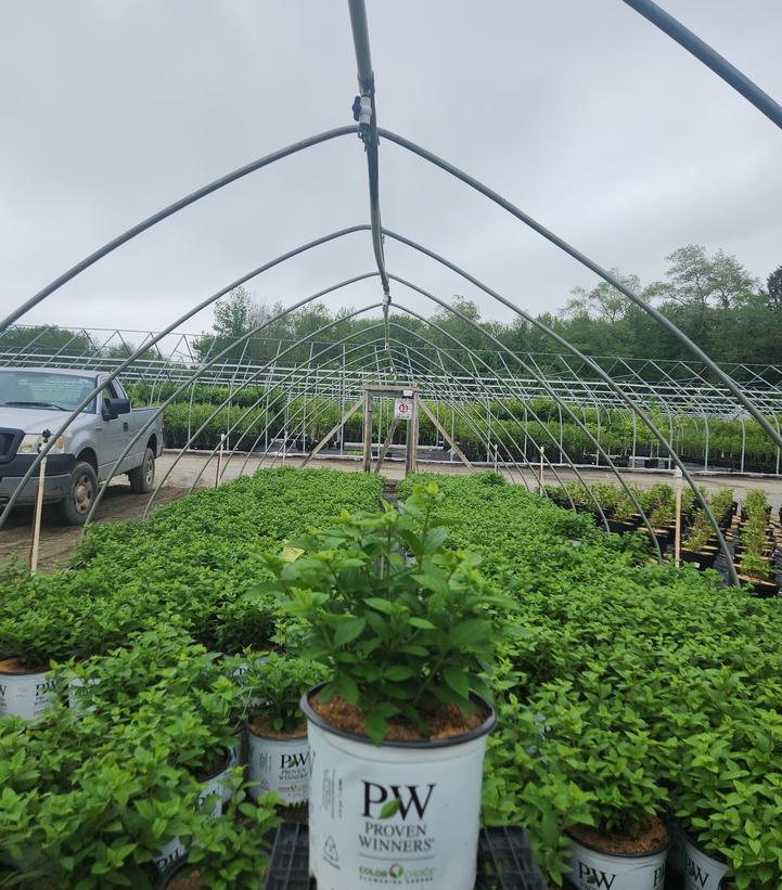 Hydrangea paniculata Little Lime Punch®