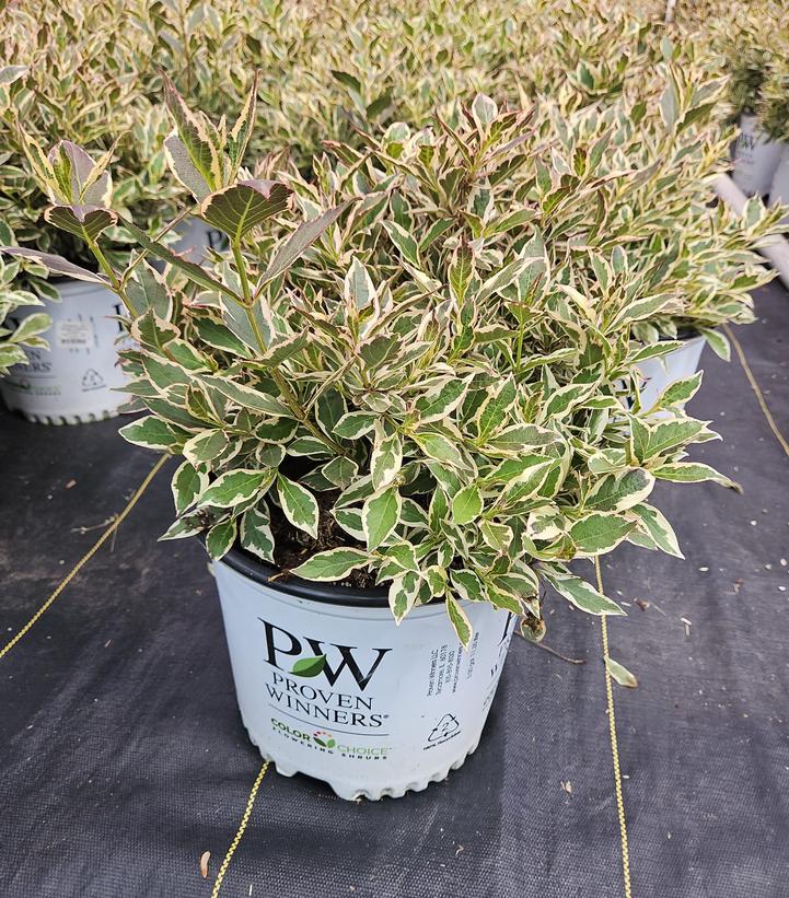 Weigela florida My Monet Purple Effect®