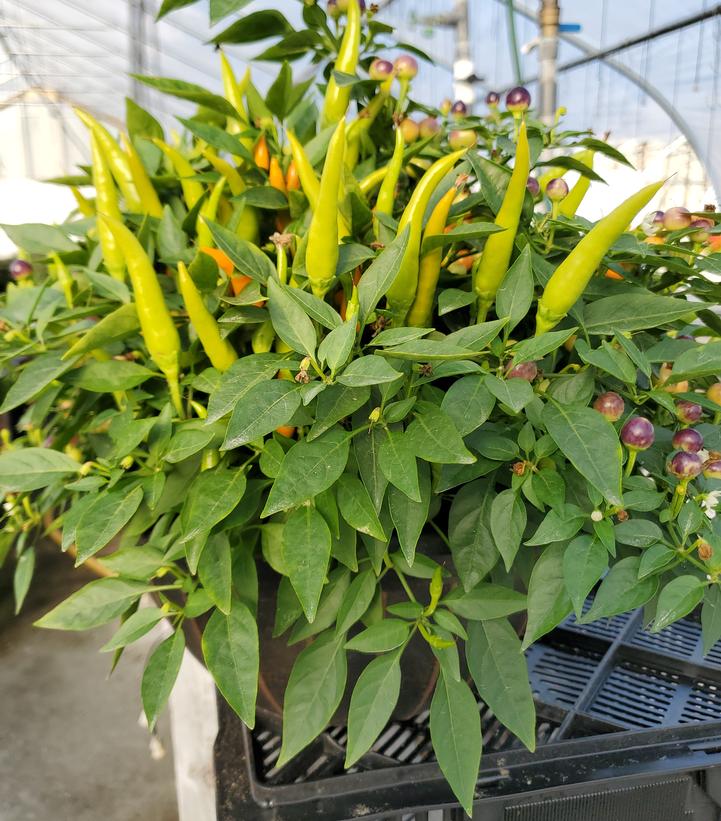 Pepper Ornamental Mixed