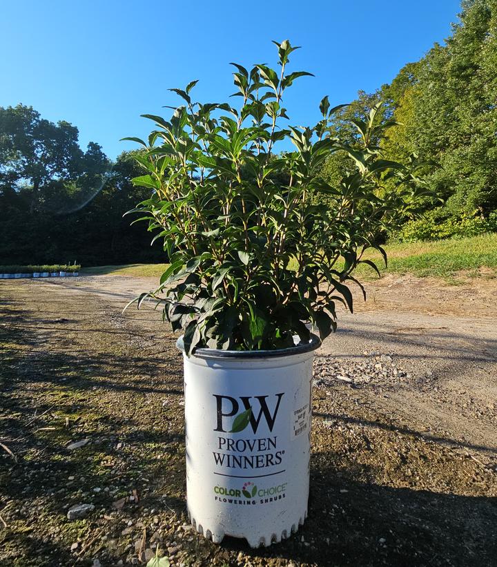 Syringa vulgaris New Age™ White