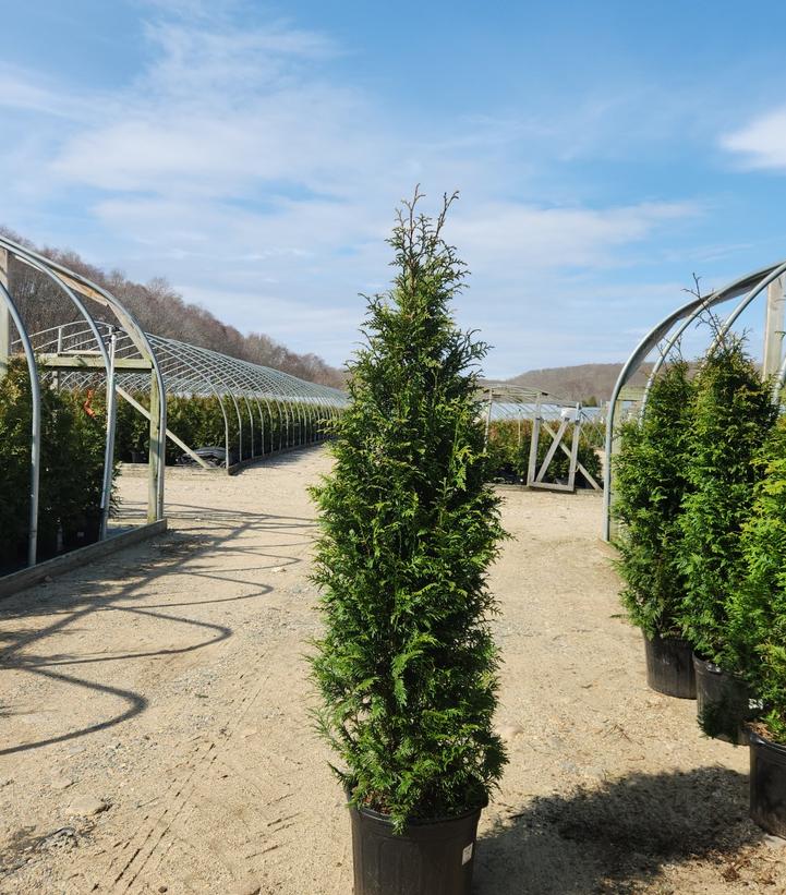 Thuja x plicata 'Junior Giant'