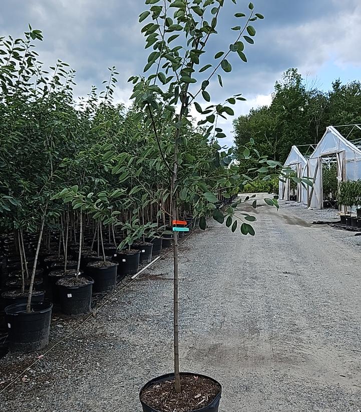 Amelanchier × grandiflora 'Autumn Brilliance'