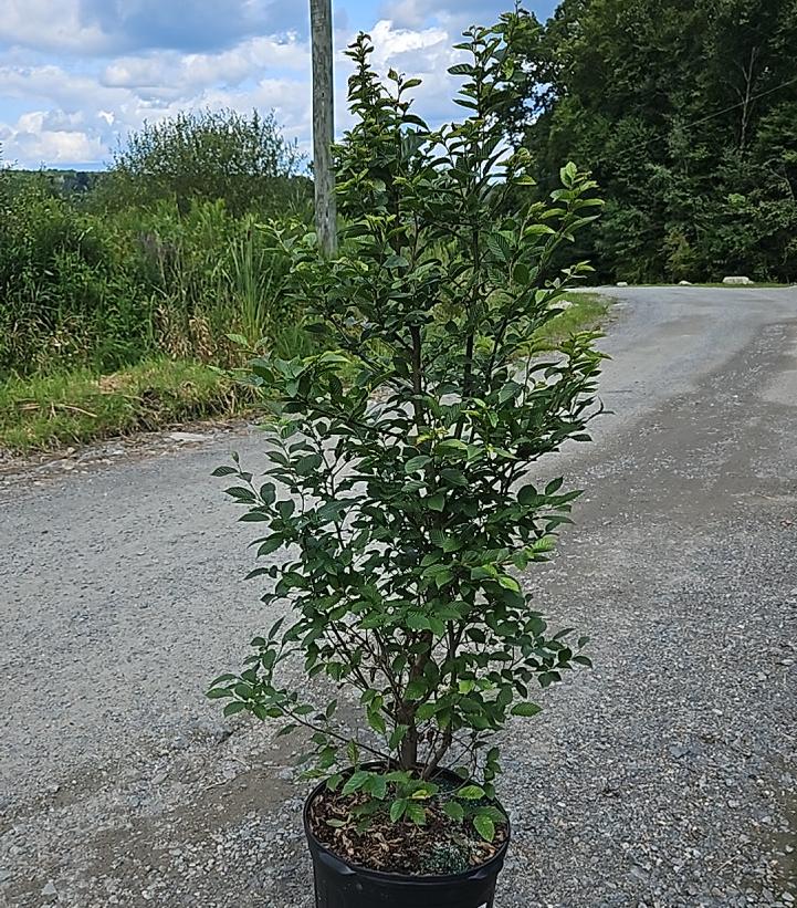 Carpinus betulus 