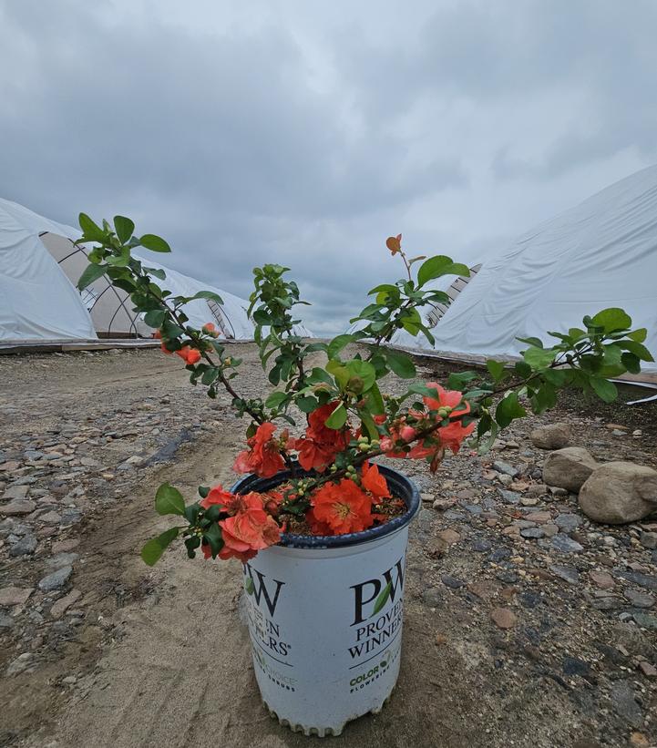 Chaenomeles speciosa Double Take® Peach