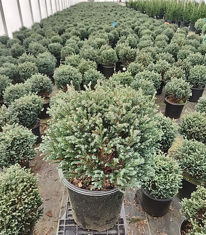 Chamaecyparis pisifera 'Blue Moon'